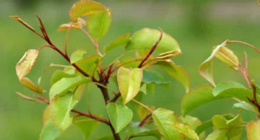 Důvody, proč hruška nemusí nést ovoce a co dělat, jak ji přimět kvést